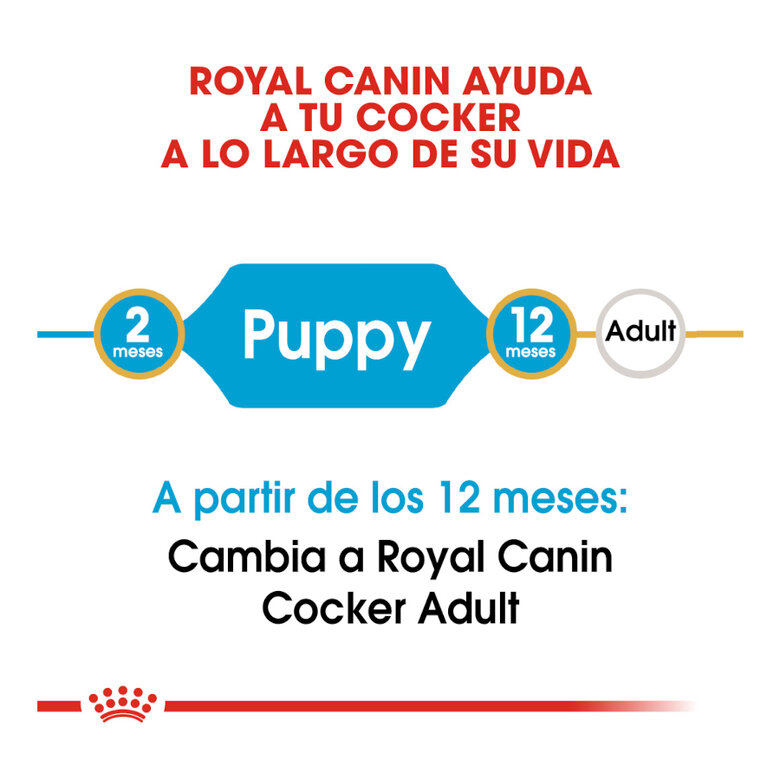 Royal Canin Puppy Cocker pienso para perros, , large image number null